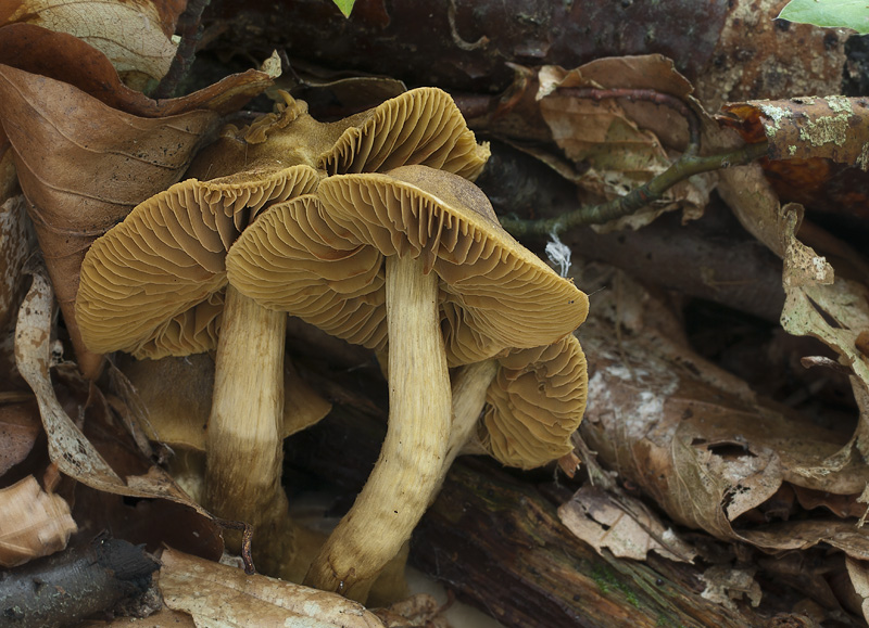 Cortinarius olivaceofuscus